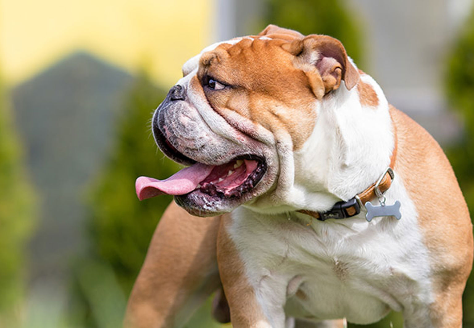 En hund av rasen bulldogg i ett grönområde