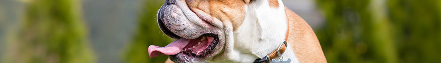 En hund av rasen bulldogg i ett grönområde