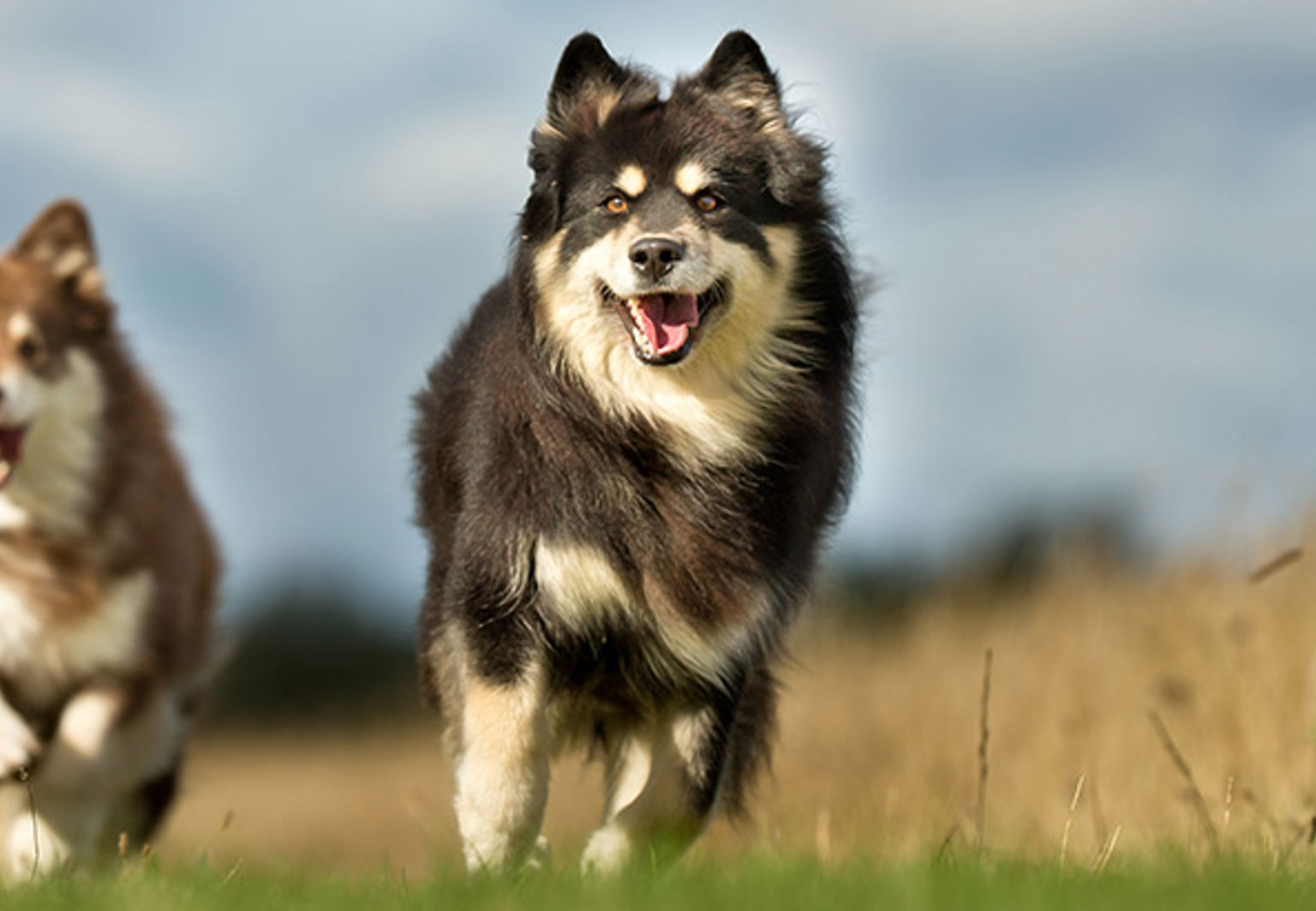 Två finska lapphundar springer bredvid varandra utomhus