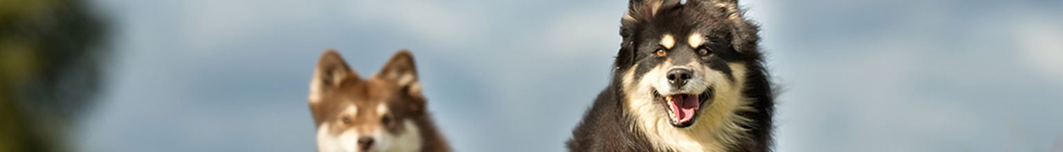 Två finska lapphundar springer bredvid varandra utomhus