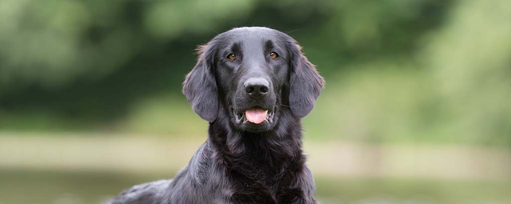 En hund av rasen flatcoated retriever är i ett grönområde