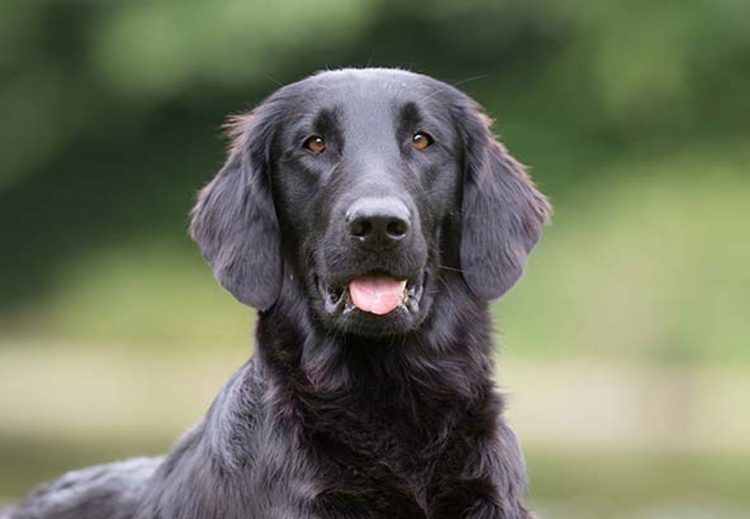 En hund av rasen flatcoated retriever är i ett grönområde