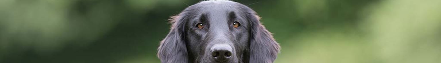 En hund av rasen flatcoated retriever är i ett grönområde