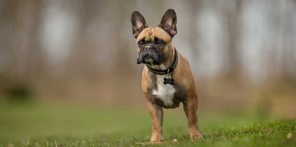 Fransk bulldogg är ute på en gräsmatta
