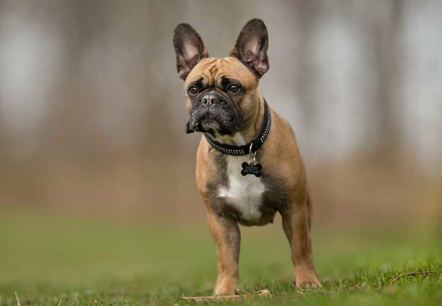 Fransk bulldogg är ute på en gräsmatta