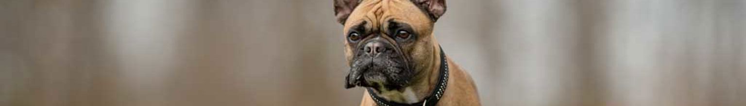 Fransk bulldogg är ute på en gräsmatta