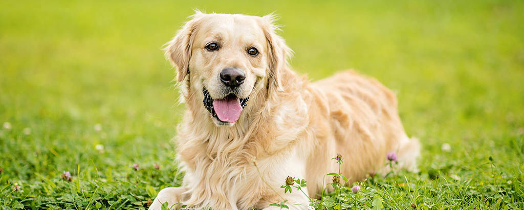 En golden retriever ligger på en gräsmatta på sommaren