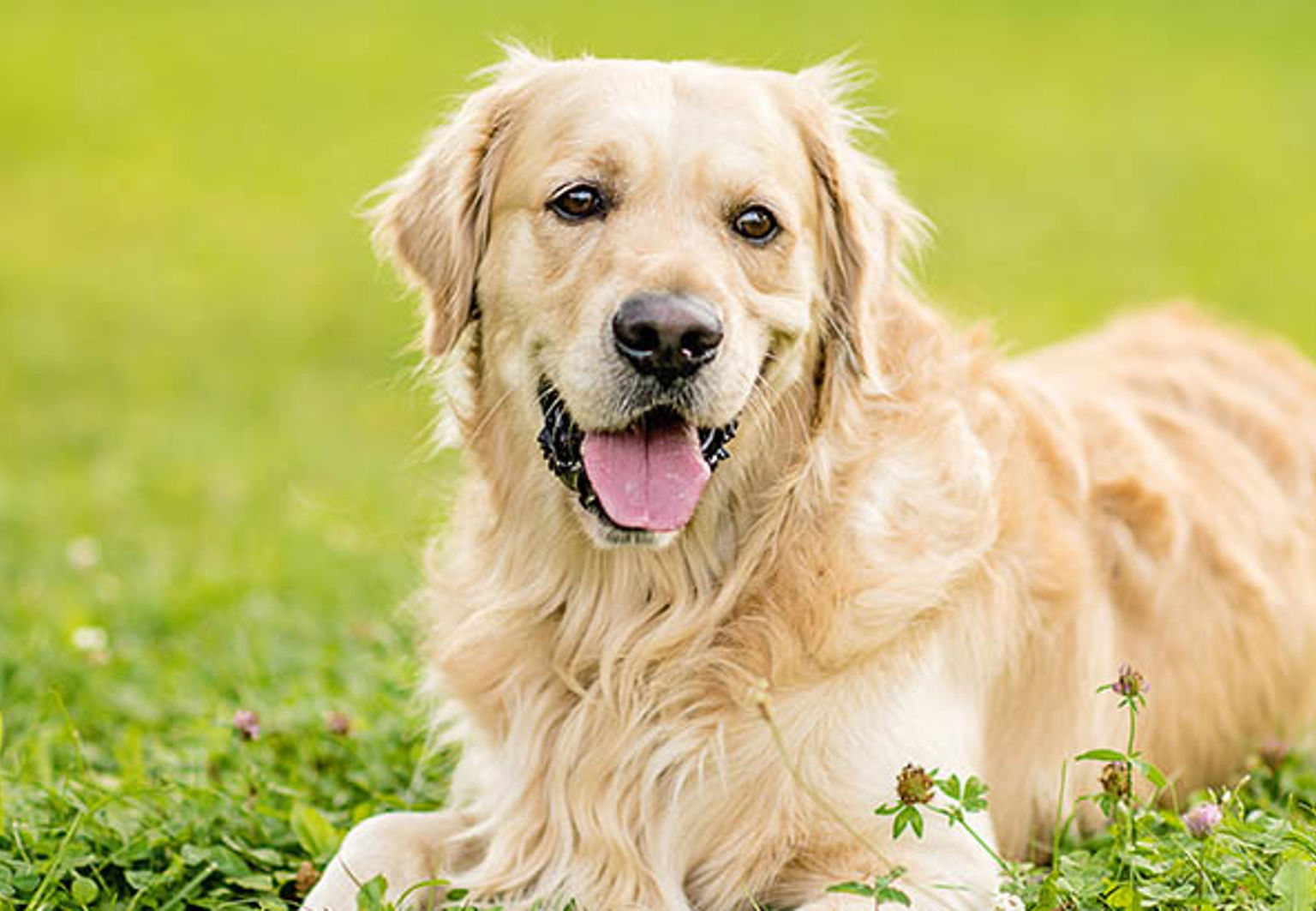 En golden retriever ligger på en gräsmatta på sommaren