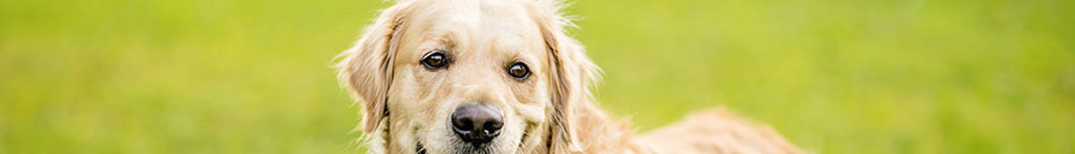 En golden retriever ligger på en gräsmatta på sommaren