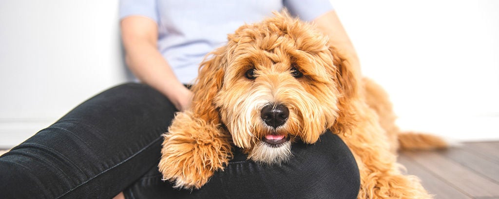 Goldendoodle ligger och vilar i mattes famn