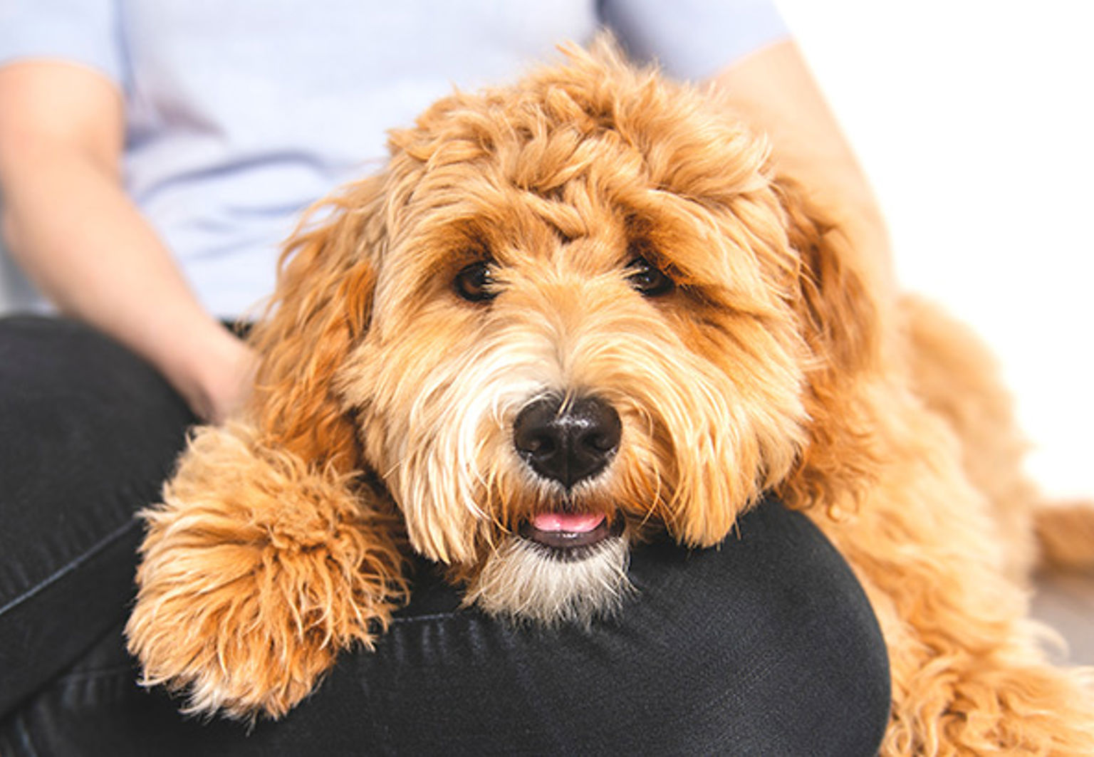 Goldendoodle ligger och vilar i mattes famn