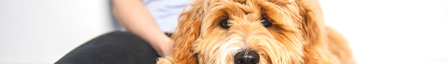 Goldendoodle ligger och vilar i mattes famn