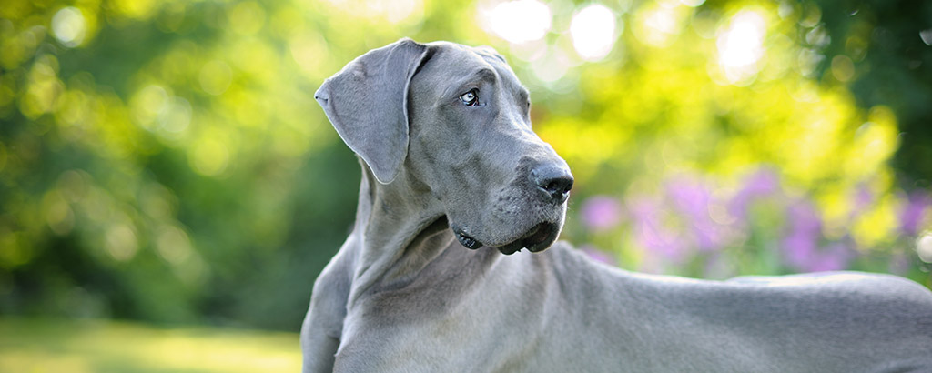 Grand danois en solig sommardag med gröna blad och blommor i bakgrunden