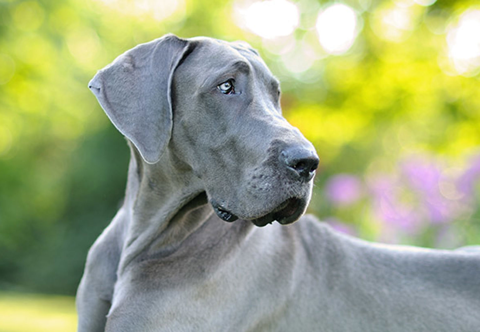 Grand danois en solig sommardag med gröna blad och blommor i bakgrunden