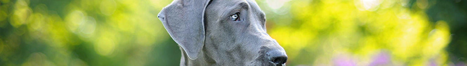 Grand danois en solig sommardag med gröna blad och blommor i bakgrunden