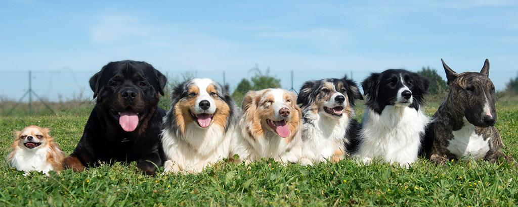 Sju olika raser av hundar ligger på rad utomhus