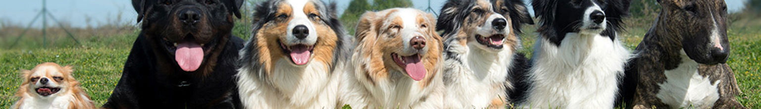 Sju olika raser av hundar ligger på rad utomhus