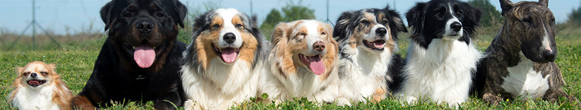 Sju olika raser av hundar ligger på rad utomhus