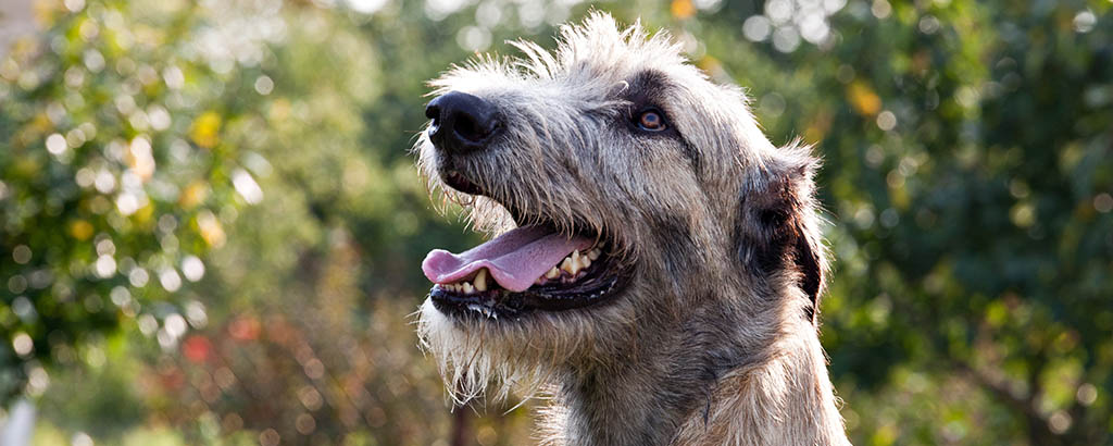 Irländsk varghund bland gröna träd