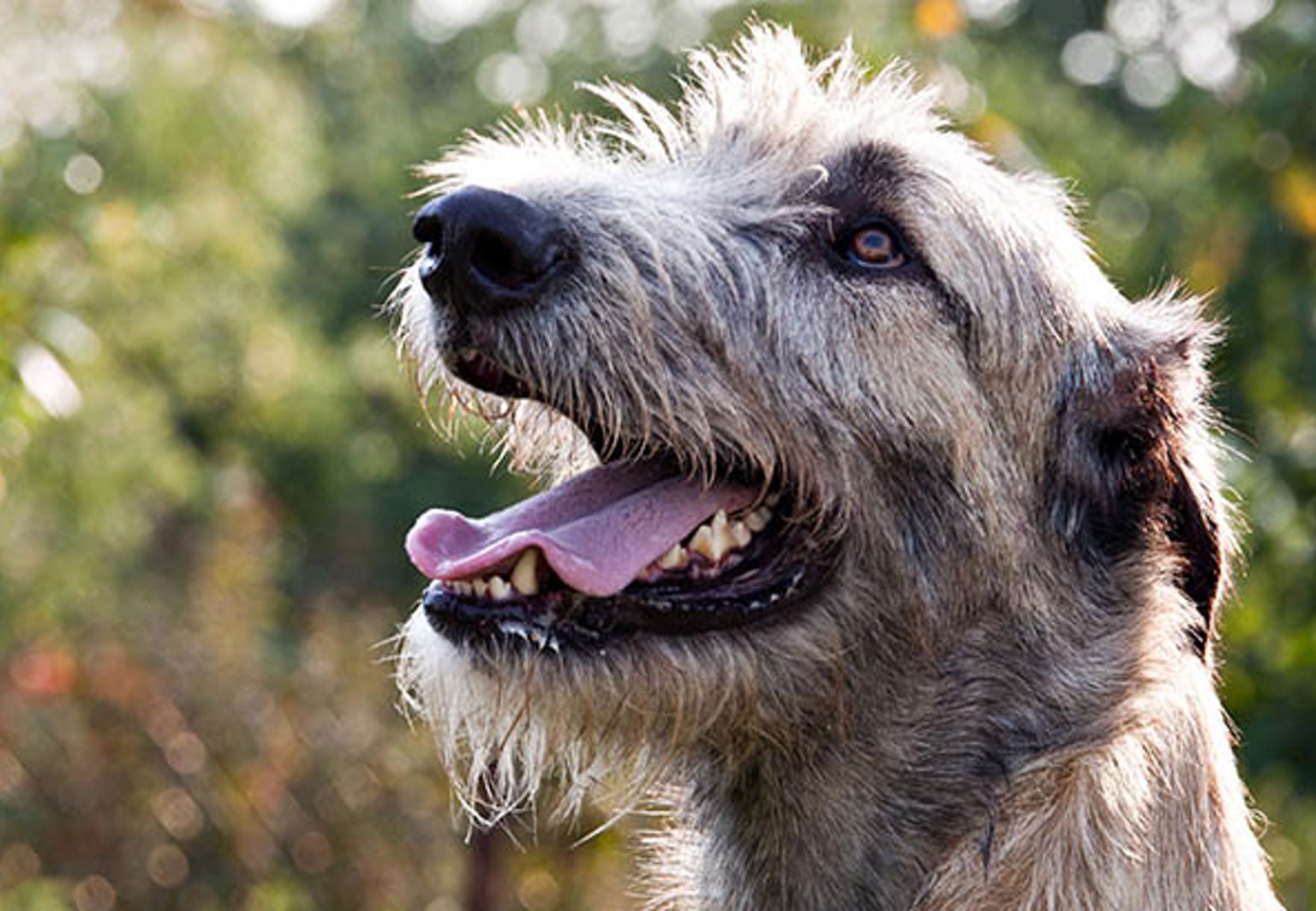 Irländsk varghund bland gröna träd