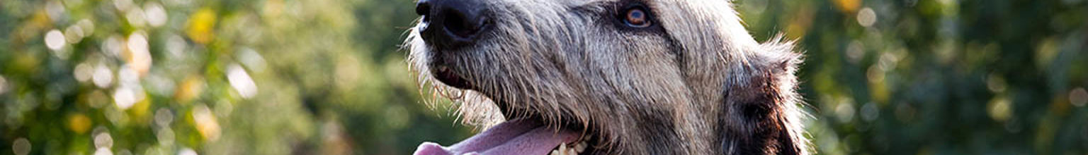 Irländsk varghund bland gröna träd