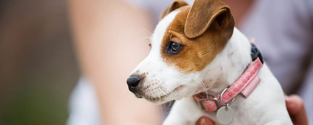 Närbild på en jack russell-valp med ett rosa halsband
