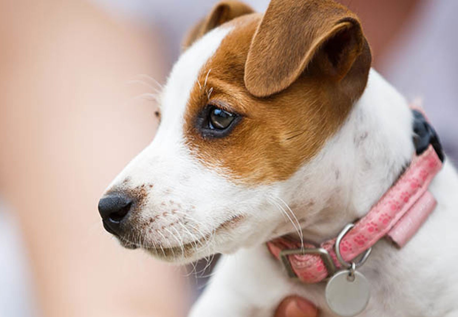 Närbild på en jack russell-valp med ett rosa halsband