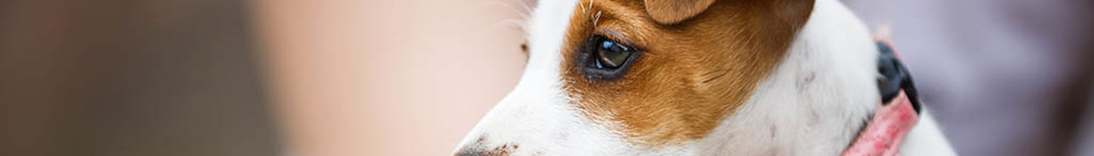 Närbild på en jack russell-valp med ett rosa halsband