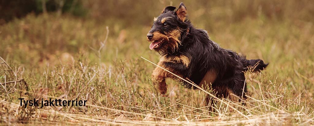 tysk jaktterrier springer på ett fält