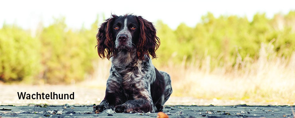 wachtelhund ligger på marken
