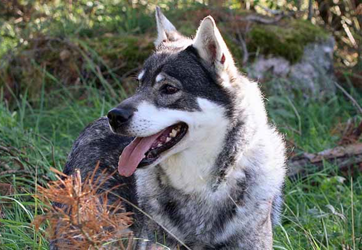 Jämthund går i skogen