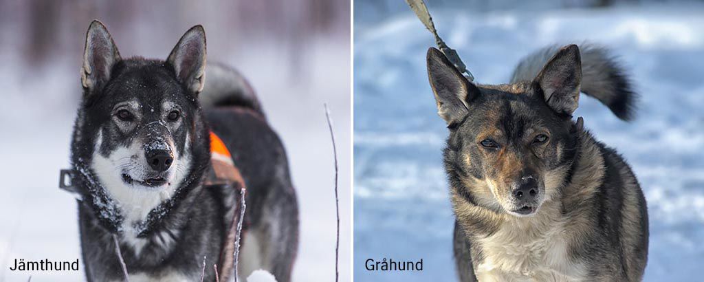 En jämthund och en gråhund bredvid varandra