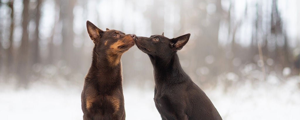 Två kelpies sitter nos mot nos i ett vinterlandskap
