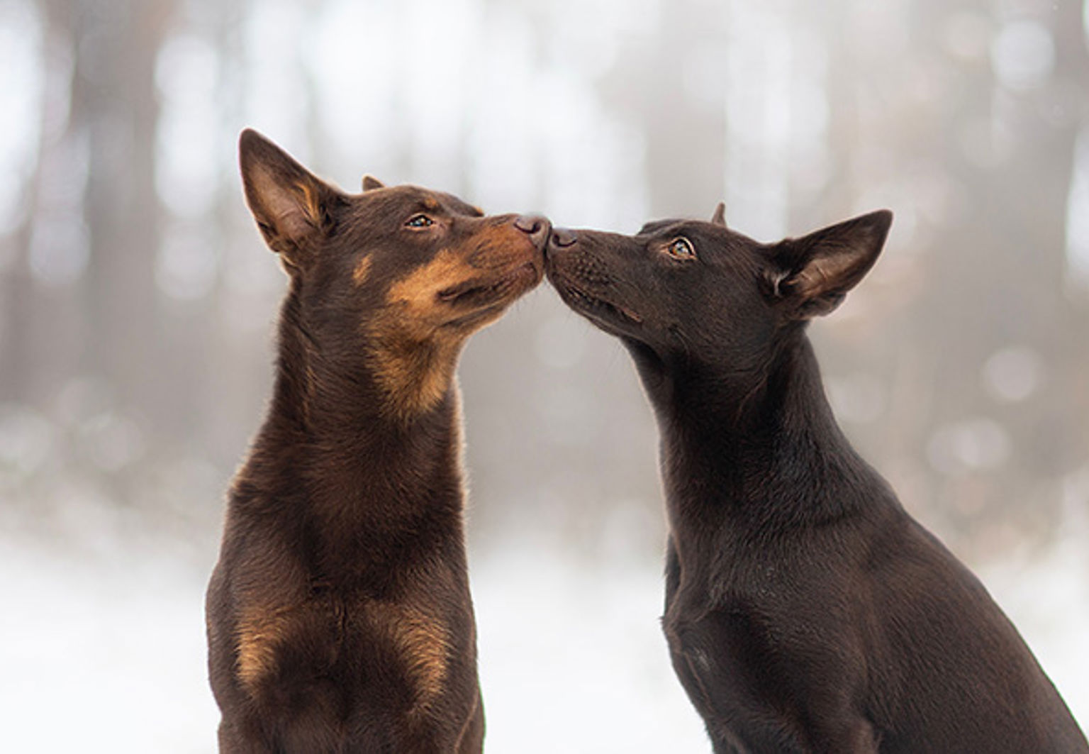 Två kelpies sitter nos mot nos i ett vinterlandskap