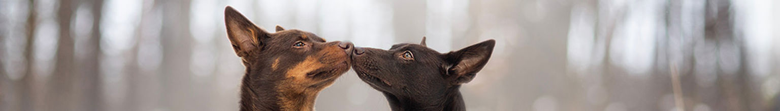 Två kelpies sitter nos mot nos i ett vinterlandskap