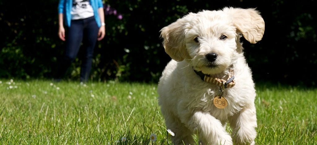 En labradoodle-valp springer på en gräsmatta