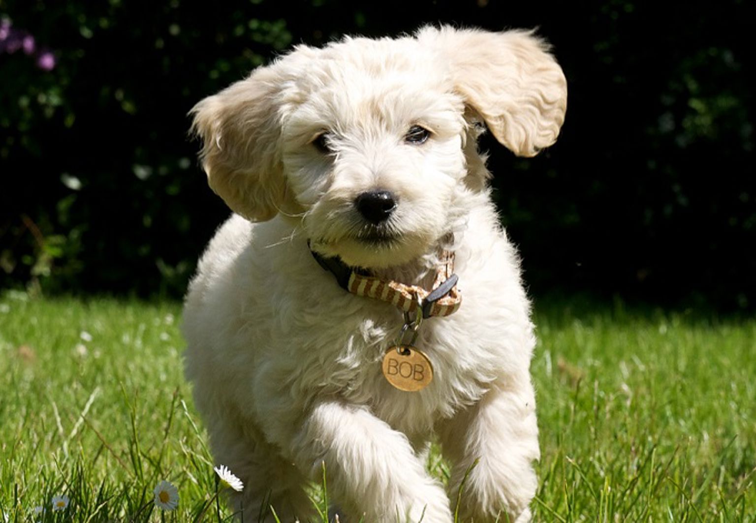 En labradoodle-valp springer på en gräsmatta