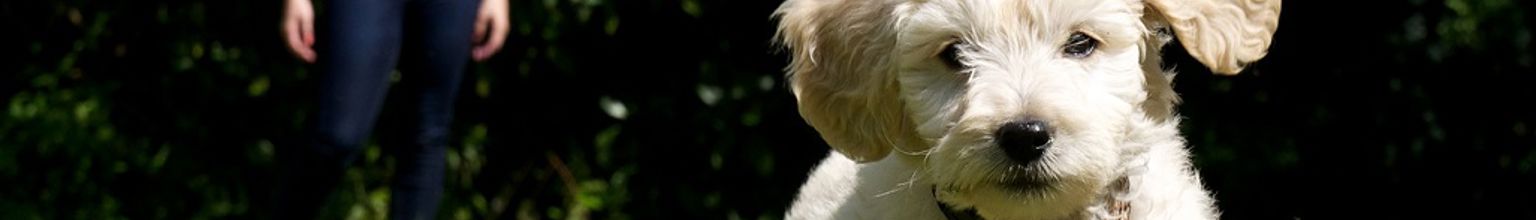 En labradoodle-valp springer på en gräsmatta