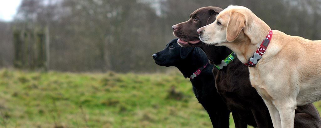 Tre labradorer tittar ut över åker