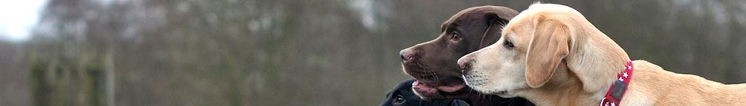 Tre labradorer tittar ut över åker