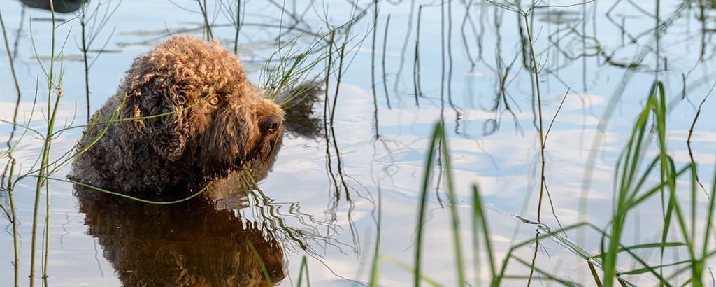 Hund badar i sjö bland vasstrån