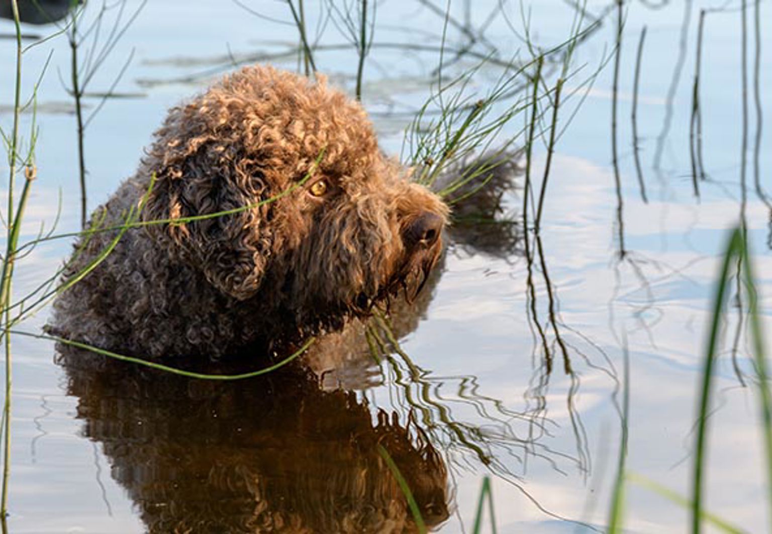 Hund badar i sjö bland vasstrån