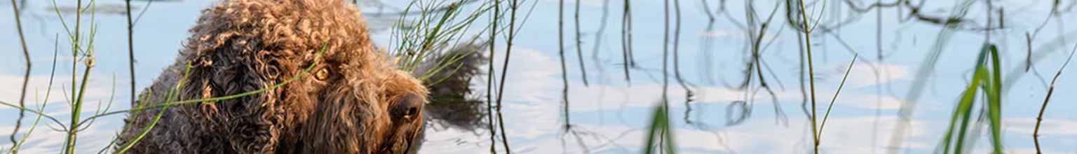 Hund badar i sjö bland vasstrån