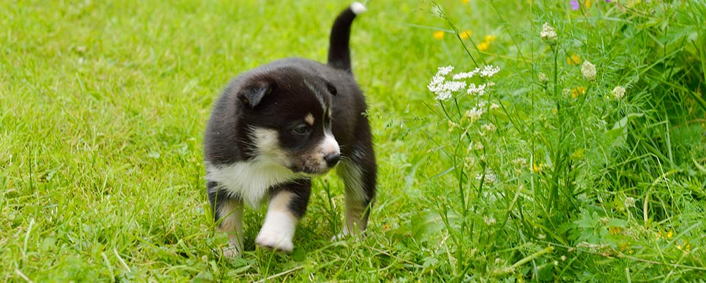 Valp av rasen lapsk vallhund går på en gräsmatta och tittar på blommor