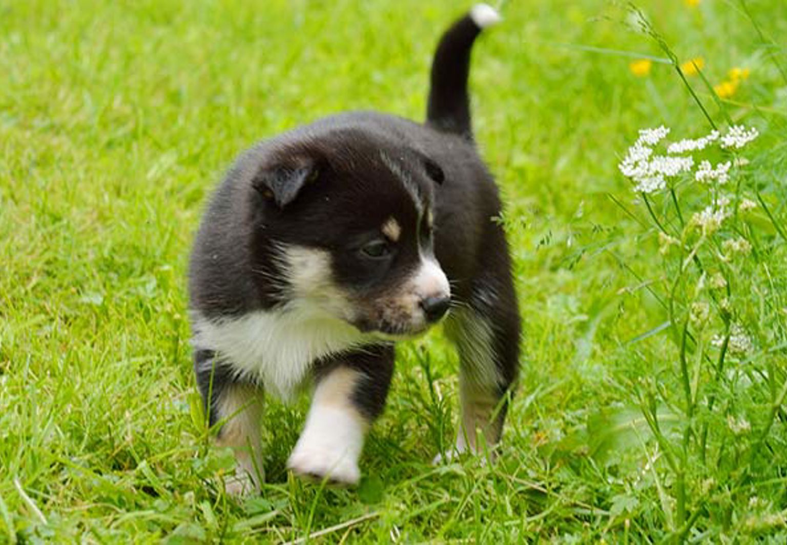 Valp av rasen lapsk vallhund går på en gräsmatta och tittar på blommor