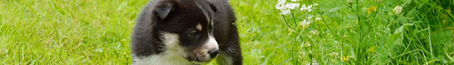 Valp av rasen lapsk vallhund går på en gräsmatta och tittar på blommor