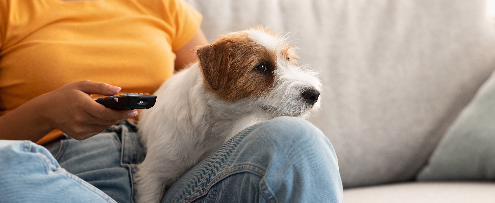 liten hund jackrussel i sin mattes knä