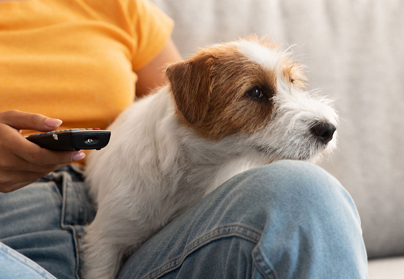 liten hund jackrussel i sin mattes knä