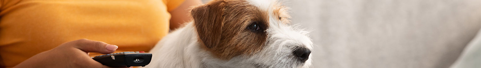 liten hund jackrussel i sin mattes knä