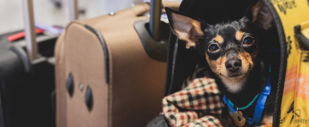 liten hund i transportväska på resa